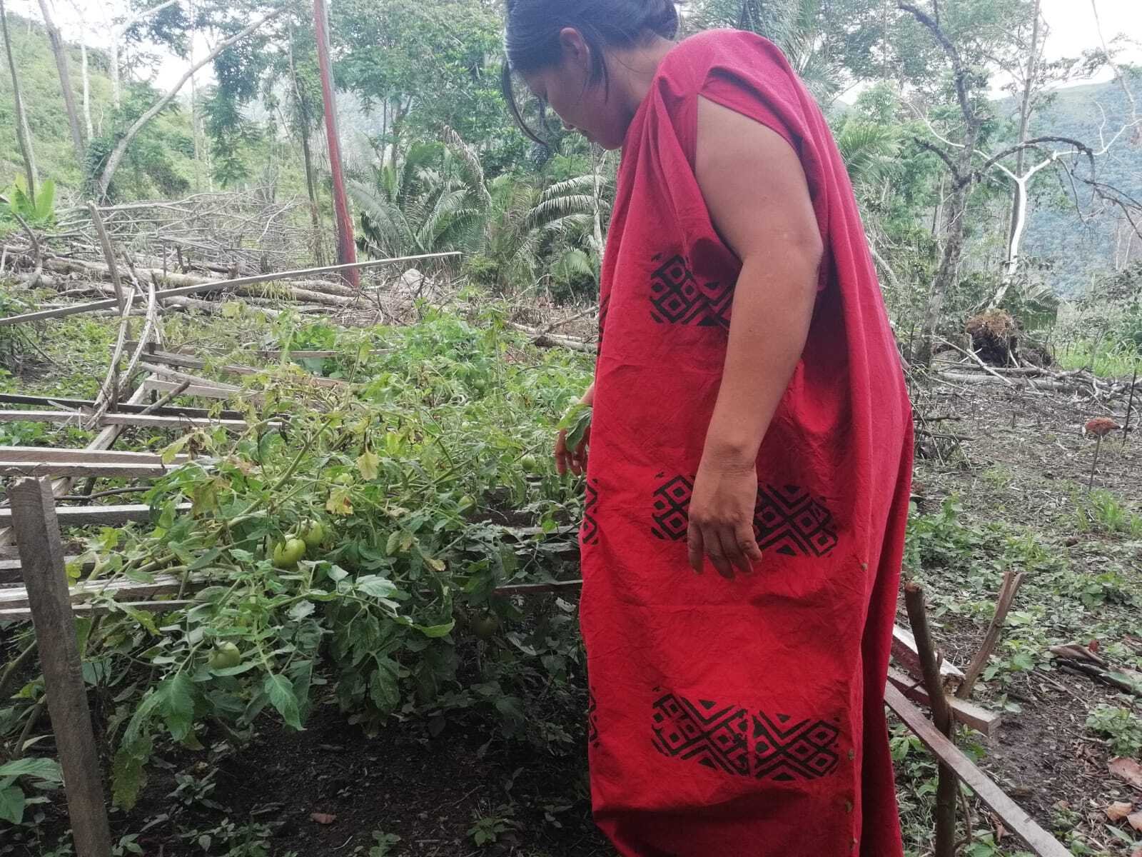 Ashaninka community observer in her farm. By Elida de la Cruz