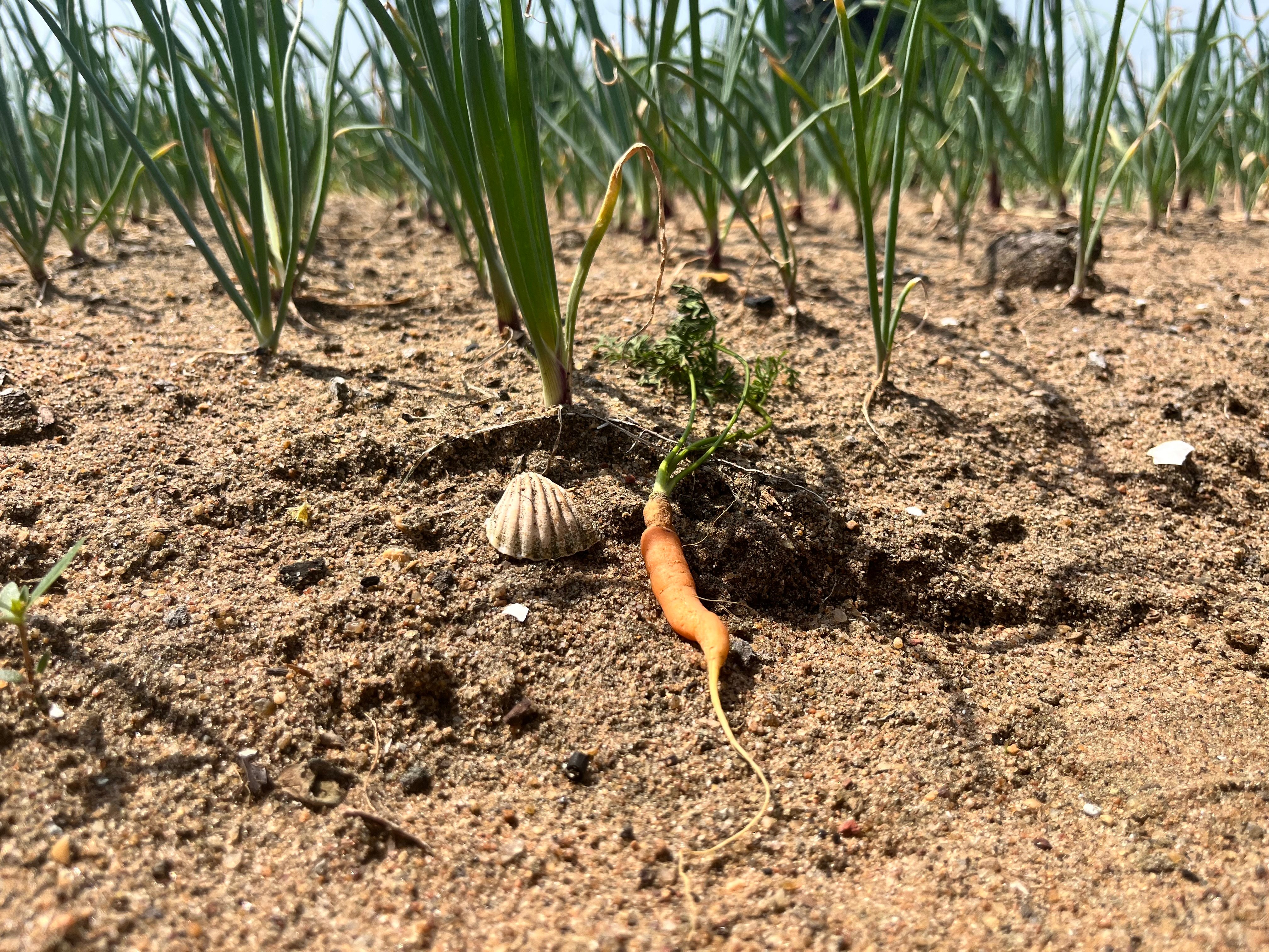 Crops in the farming communities